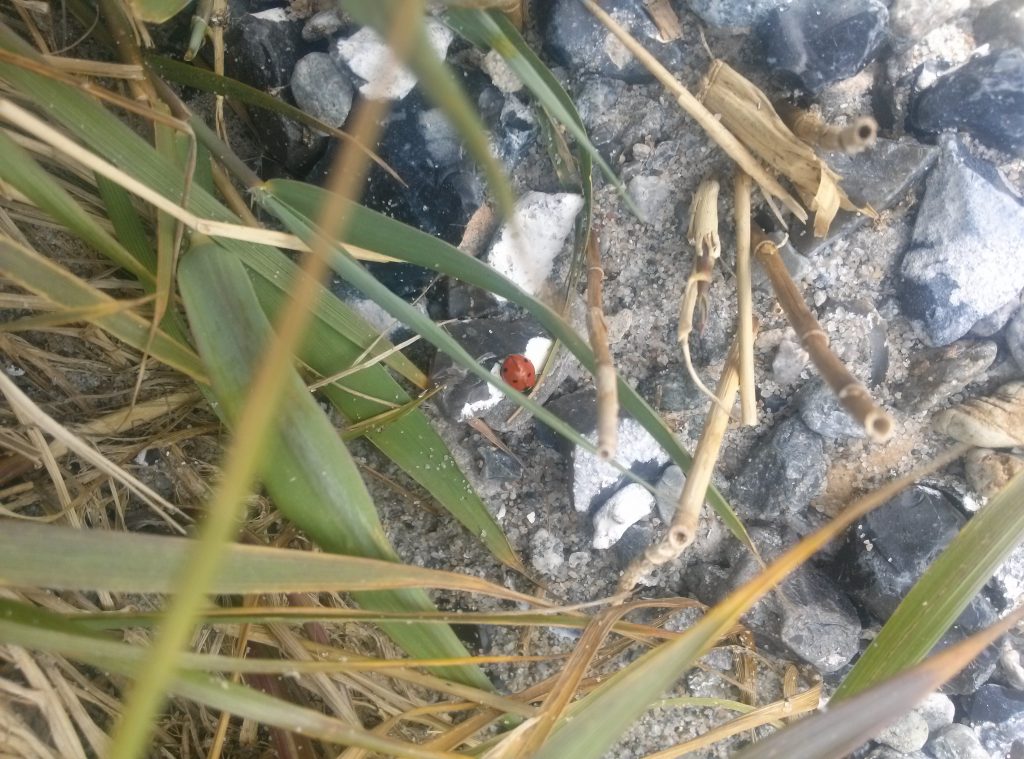 Marienkäfer im Schilf